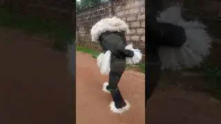 The gods On The Run(Nnewi New Yam Festival)😳😜😄😂😂