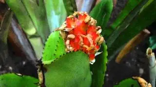 Aechmea comata (www.riomoros.com)