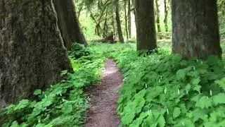 Lewis River Trail