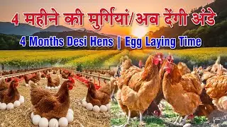 हमारे देसी पोल्ट्री फार्म का अपडेटः 4 महीने की मुर्गियां अब देंगी अंडे/4 Months Old Desi Hens & Egg 
