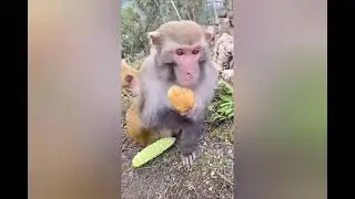 Monkey and dog comedy videos in tamil #trendingnow #trendingvideos#tamilcomedy#dubbingcomedy#viral 