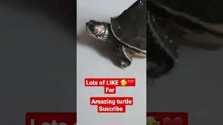 #aquarium turtle/this audio and video is not copyright/for enjoying purpose