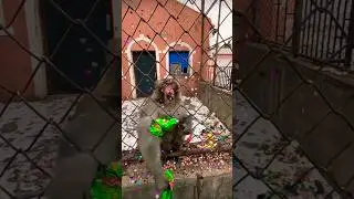 Unexpected Turn: Playing with a Monkey Gone Wrong 🤯 #youtubeshorts