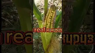 растения #plantman #nature