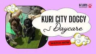 Kuri City Doggy Daycare -  Safe Daytime Dog Care Christchurch, NZ | Affordable Dog Daycare Packages