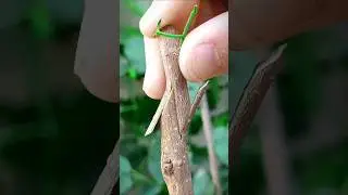 unique Grafting technique For Make Bougainvillea Multicolor / Tips and tricks / rare collection