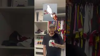 Skill Test: Can you stop the eagle in the right place?
