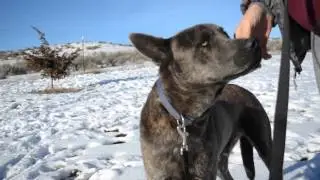 From feral to family