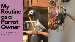 My Routine as a Parrot  Owner | weekly parrot routine |  African Grey parrot care