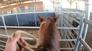 Low-Stress Cattle Handling