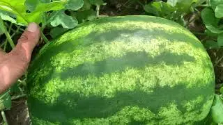 Quanto dinheiro dá para ganhar com a melancia?e quanto tempo leva para tirar o lucro?(passo a passo)