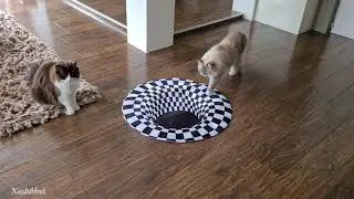 Cats vs Indoor Sinkhole (Can Our Cats See Optical Illusion)?