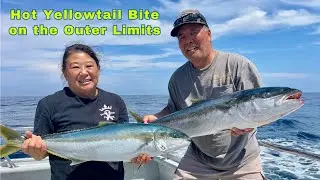 Kelp Paddy Fishing for Yellowtail