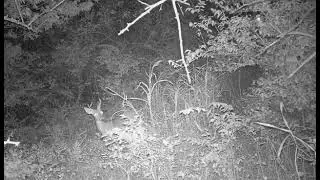 Cam3 Sept  &lrm;28 &lrm;23 &rlm;&lrm;1025 PM #sek #kansas #buck #trailcamera