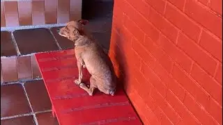 Vem comigo construir uma rampinha pro Turbo!!! #arquitetura #faculdade #estudante #cachorro #pinsher