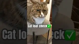 Cat loaf check ✅ #cute #cat #catloaf #pets #cats #cutecat #cutecats #loafcheck