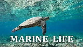 MARINE LIFE | HD Nature Film  Video | Soft Piano Music