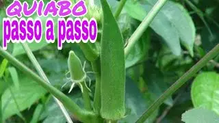 COMO PLANTAR QUIABO PASSO A PASSO