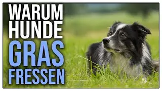 🌱 Darum frisst dein Hund Gras- TGH 448