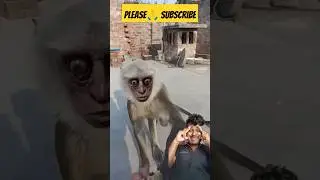 #love #littlemonkey #monkey #animals #monkeytalk #funny #mylittlemonkey #cute #monckey #music