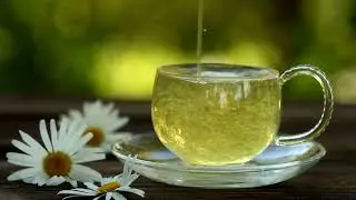 Chamomile: The Ancient Flower Humans Have Trusted for Thousands of Years