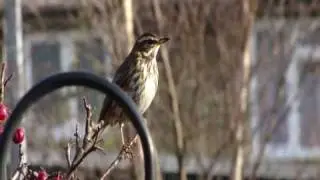 Redwings, fieldfares and other birds