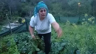 ormanımı begenmeyenler bu güzellikler ormanda yetisiyor hasetler izleyin görün bahçe böyle beretli