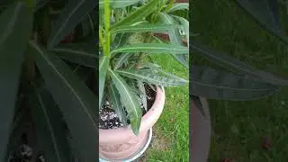 Das mag dein Oleander #pflanzenwissen #oleander #d&uuml;nger