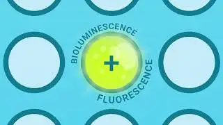 RealTime-Glo&trade; Annexin V Apoptosis and Necrosis Assay | Continuous Cell Health Monitoring
