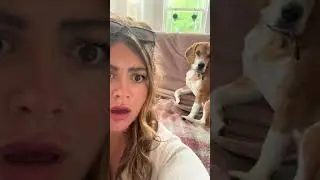 My Boris beagle liked it too much #dog #comedyshorts #comedy