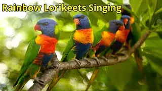 Rainbow Lorikeets Singing/Rainbow Lorikeets