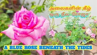 A BLUE ROSE BENEATH THE TIDES