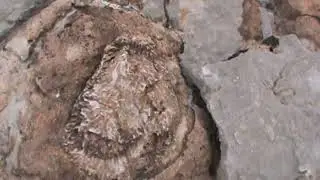 Red Rock Blue Diamond Canyon 5B via Goatriper