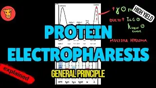 Protein Electrophoresis & Immunofixation EXPLAINED: Interpretation & Clinical Use (Beginner&rsquo;s Guide)