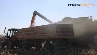 Žetva u Bačkom Gračacu