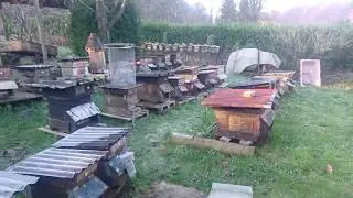 Est-ce que cette année mes abeilles vont survivre