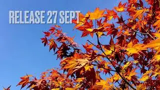 Dominik Rueegg - Indian Summer