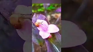 Snail feeding on Pollen nectar | Malacophily | Pollination by Snail