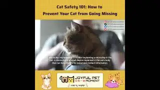 Cat Safety 101: How to Prevent Your Cat from Going Missing