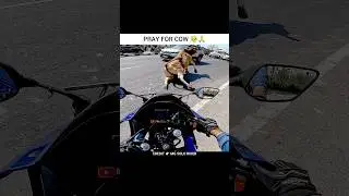 Pray For Cow 🙏 #gulshanmotovlogs