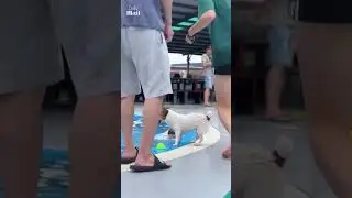 Jack Russell terrier pushes his dog friend into pool