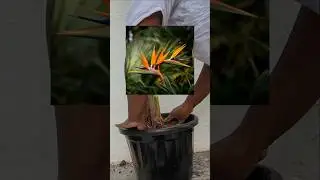 Got a huge show-plant for balcony🥹| #travellerspalm #plantmomshaily #garden #indoorplants #palm