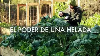El Poder de una Helada | -4 grados en la #CasaHuerto