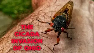 The Cicada Apocalypse: Ohio Invaded By Swarms Of Giant Insects