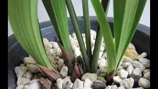 新手养兰花，教你简单的养法，既养根又催芽