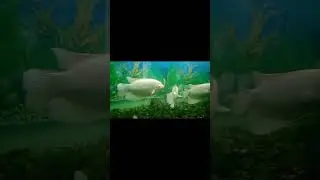 spinning fish magic