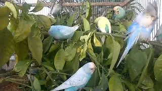 🐦 How I Make $5,000 Monthly Breeding Budgies &ndash; You Won&rsquo;t Believe It! 💸🔥