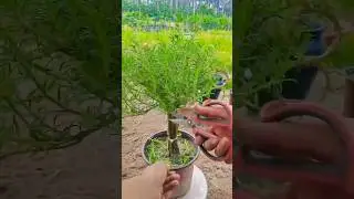 PODA NO BONSAI DE ONZE HORAS #shorts #orquideas #orqu&iacute;deas #orquidea #orqu&iacute;dea #orquid&aacute;rio #orchid
