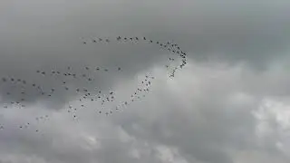 patos selvagem voando