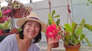 🌵 CACTUS ORQUIDEA EPIPHYLLUMS bella flor trasplante sustrato abono